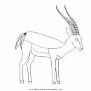 animales/animales_varios/antilope_impala.JPG