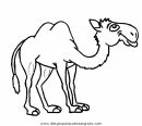 animales/camellos/camellos_21.JPG