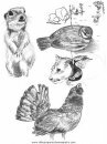 animales/pajaros/uccelli_284.JPG