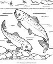 animales/peces/salmon_3.JPG